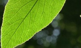 树叶最新爆料视频下载,幕后真相大起底